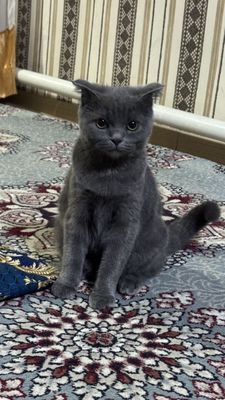 Mushuk pishak sotiladi