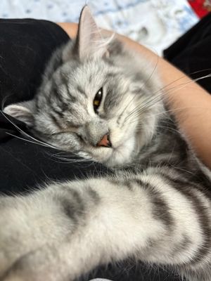 Британский длинна шерстный кот