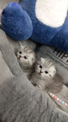 Продаются котята шотландской породы