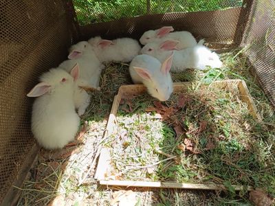 Продаются домашние крольчата