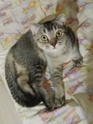 Шотландский котик