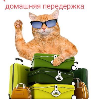 Передержка кошек и котов