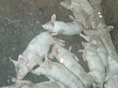 Продаются поросята 2 месяца