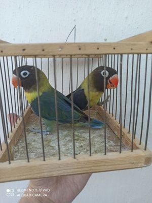 Продается рабочая пара