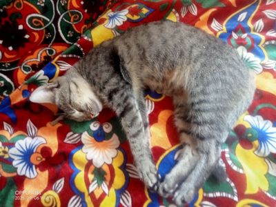 SMARTCAT (ақилли мушук)