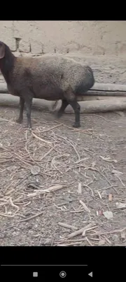 Ena bols xisori quylar sotiladi srochna