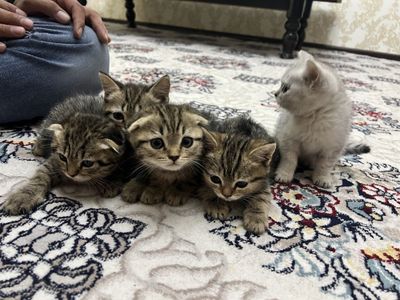 Продаются котята
