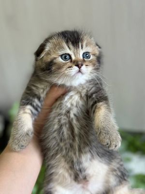 Шотландские чистокровные котята