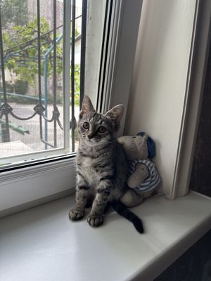 Пристраивается котёнок в любящую семью !