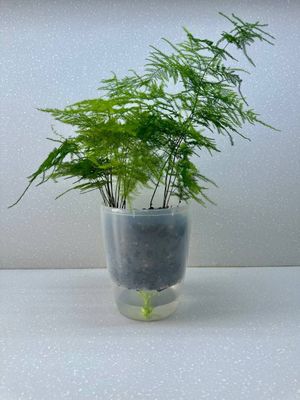 Аспарагус (Asparagus)