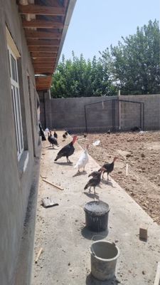 Induklar sotiladi