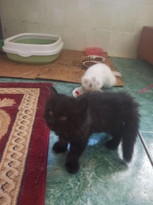 Продам котёнкы пародисты