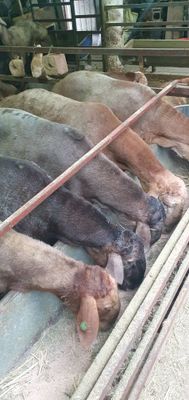 QOYLA BOR jivoy ves 70.000