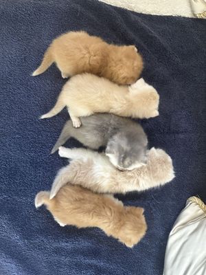 Котята редких окрасов: Золотые шиншиллы, Кремовые, Голубые - 5 Малышей
