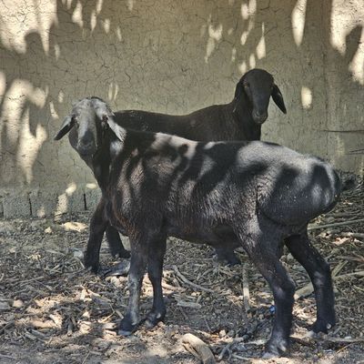 Kotta Semiz qochqor Kilosi 120 som