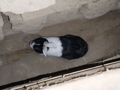Assalomalekum parodali quyon sotladi 1 dona qiz bola