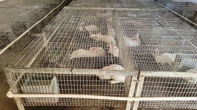 Продаются кролики хиколь