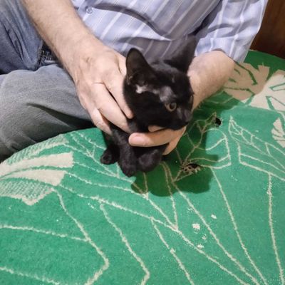 Отдам котенка в добрые руки