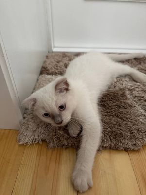 продаётся котенок