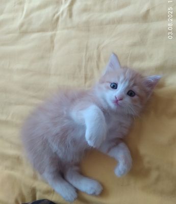 Пушистые котёнки