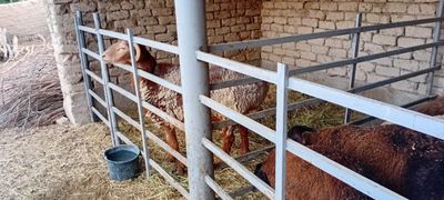 Кучкор арашан Кашкадаре 1000