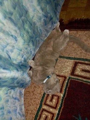 срочна сотилааади