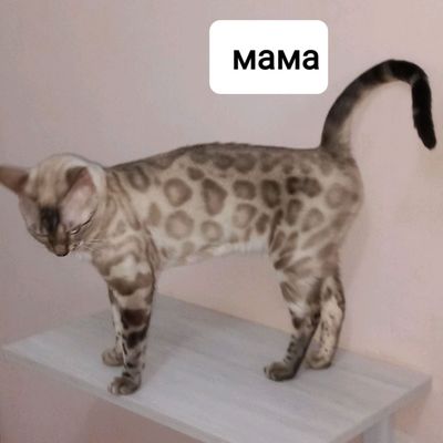 виязка