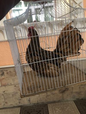 Себрайт хороз сотилади нархини келигамз