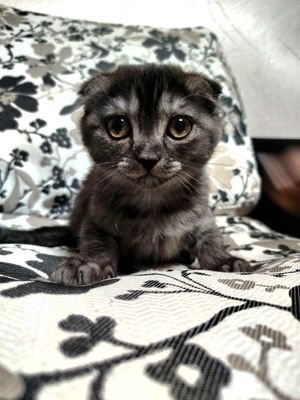 Котята Вислоухие