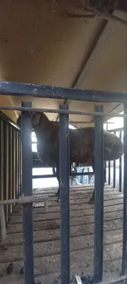 Баран Арашан!Арашан Куй Сотилади