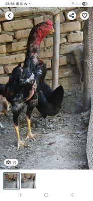 Xo'roz kulangi sotiladi