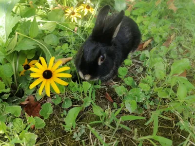 Karlik sames (erkak)