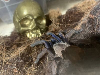 Продам паука Chilobrachys dyscolus blue самка 10-11 линька .