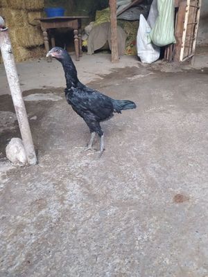 Juja mokyon ganoy sotiladi