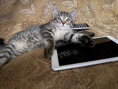 Отдам котят в добрые руки