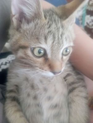 кошка