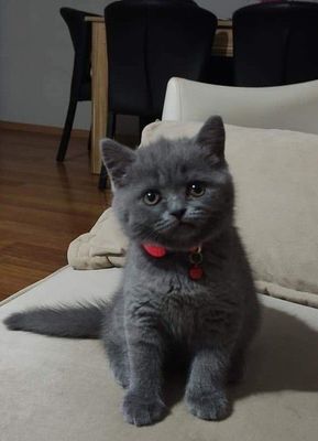 Маленький котёнок