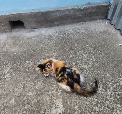 Самарканд. Котята в заботливые руки