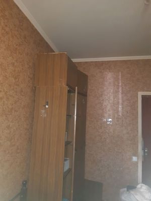 шифанер норвежский