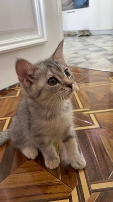 Котёнок породы скотиш страйт на продаже