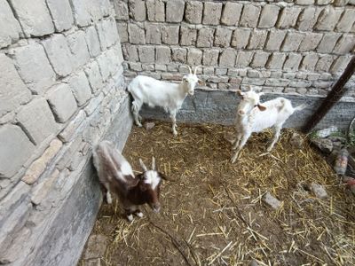 Eshki sotiladi narzini yana klishamiz