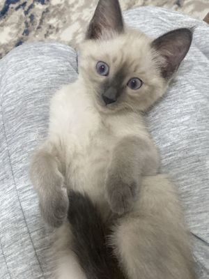 Сиамские котята мальчик и девочка 2.5 месяца