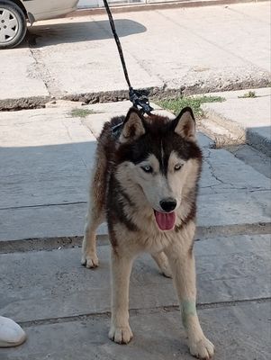 Haski Sibirsky sotiladi 10 oylil kuchuk bolasi