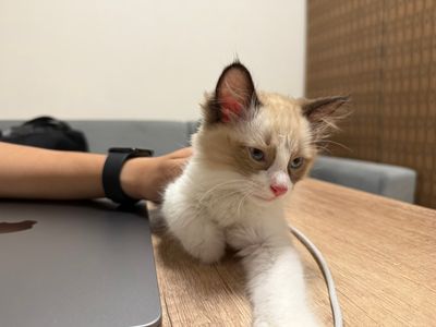 Отдам котенка породы рэгдолл в хорошие руки