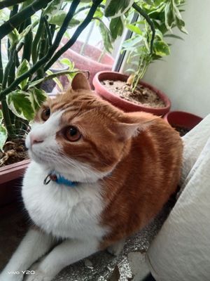 Uy Mushuklari tekinga beriladi