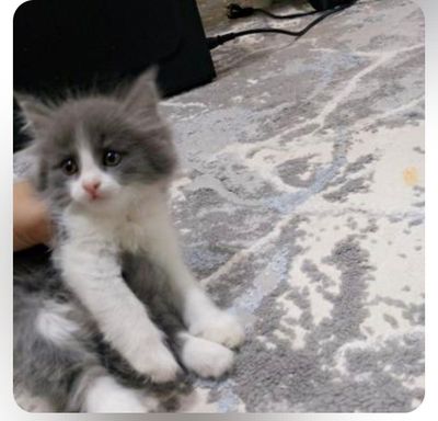 Mushukcha latoki biladi hamma narsasi bilan