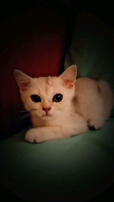 Serebristi shinshilla va liloviy mushukchalar