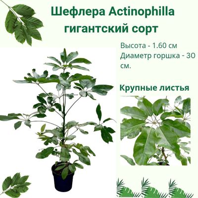 Шефлера Actinophilla гигантский сорт. Цветы для дома и офиса.