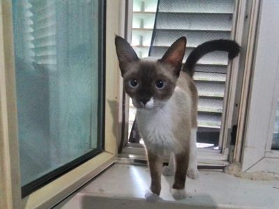 Продам молоденькую кошечку