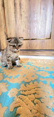 Кошка шеншила
